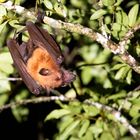 Flying Fox