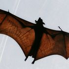 Flying Fox