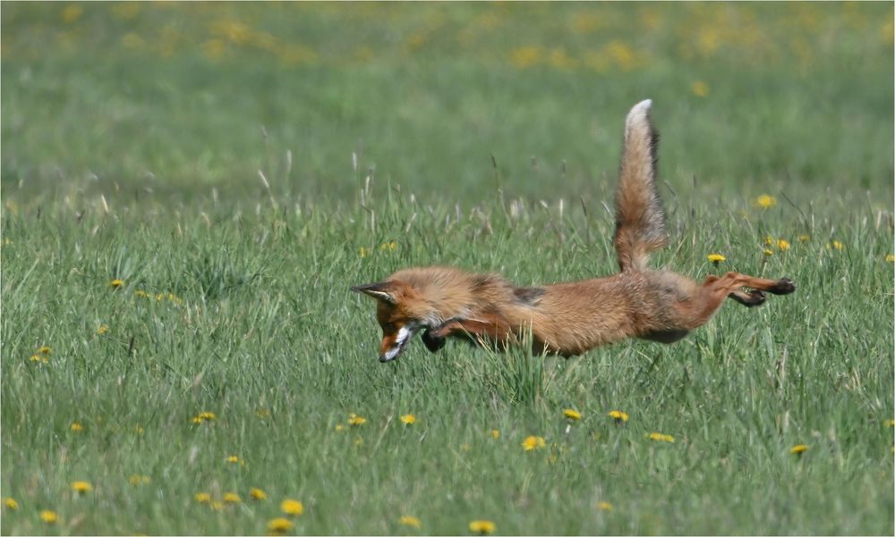 Flying fox