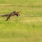 Flying fox....