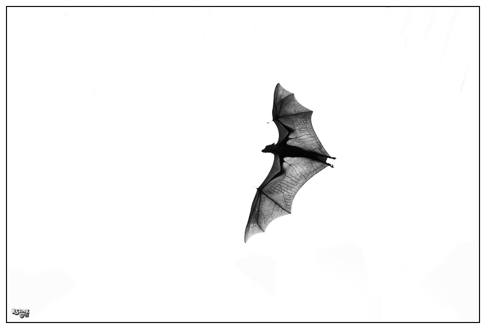 Flying fox / Fruit bat