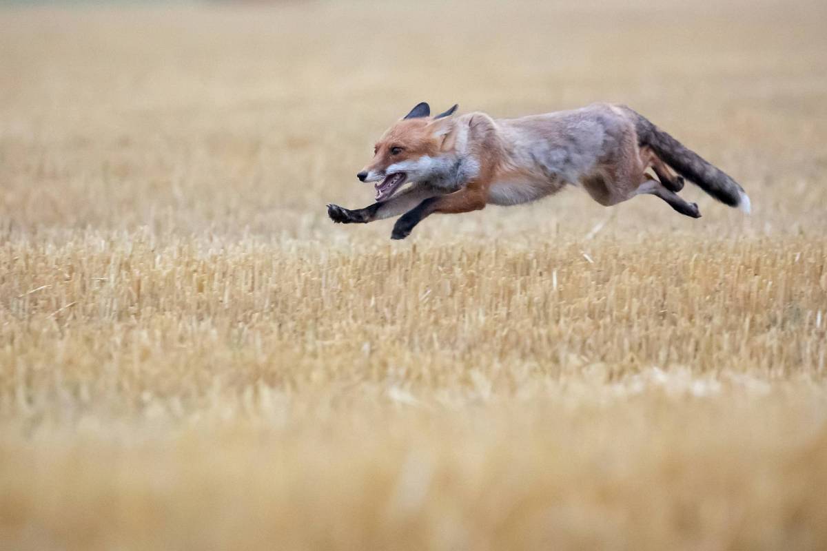 Flying fox  - Fuchs im Anflug