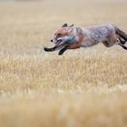 Flying fox  - Fuchs im Anflug