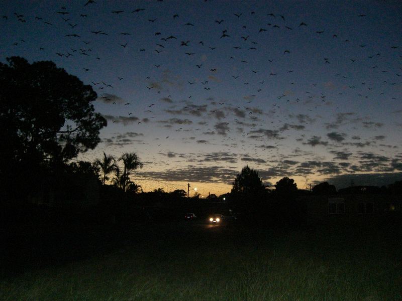 Flying Fox über Hervey Bay