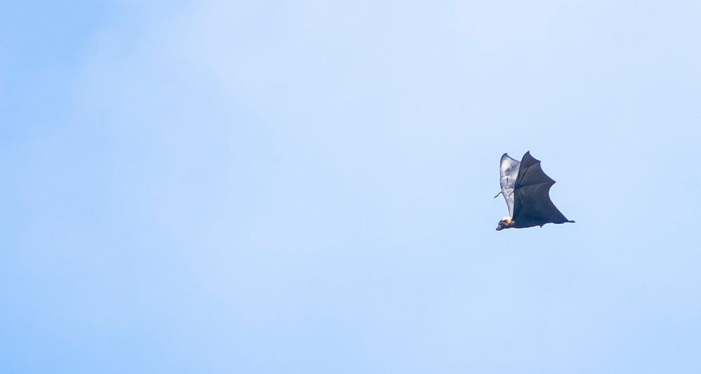 flying foxes