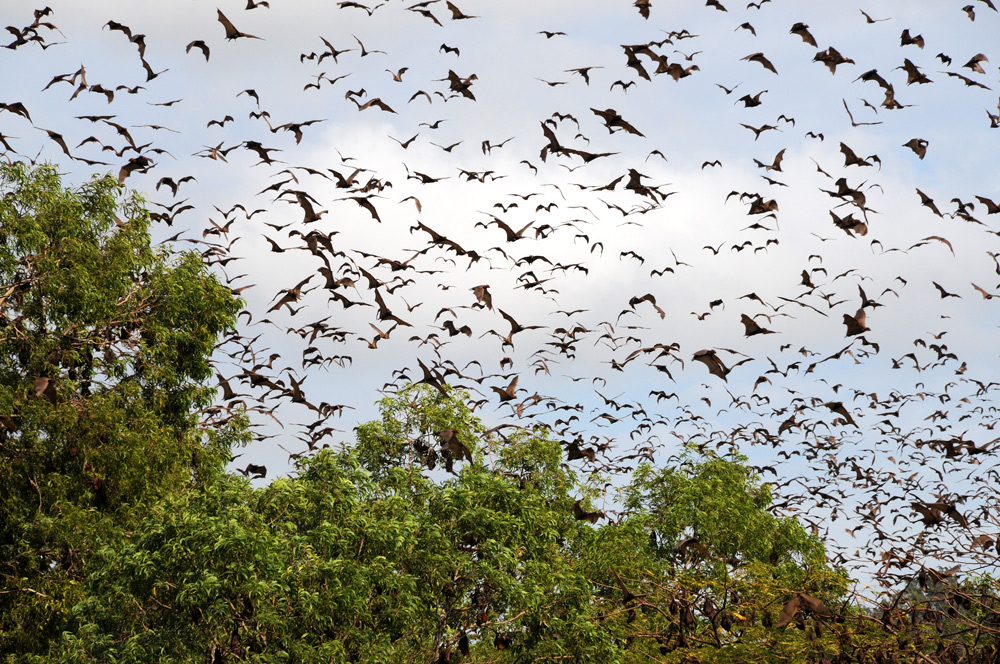 Flying foxes