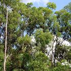 Flying Foxes