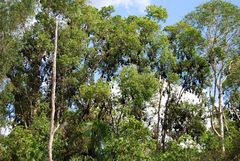 Flying Foxes