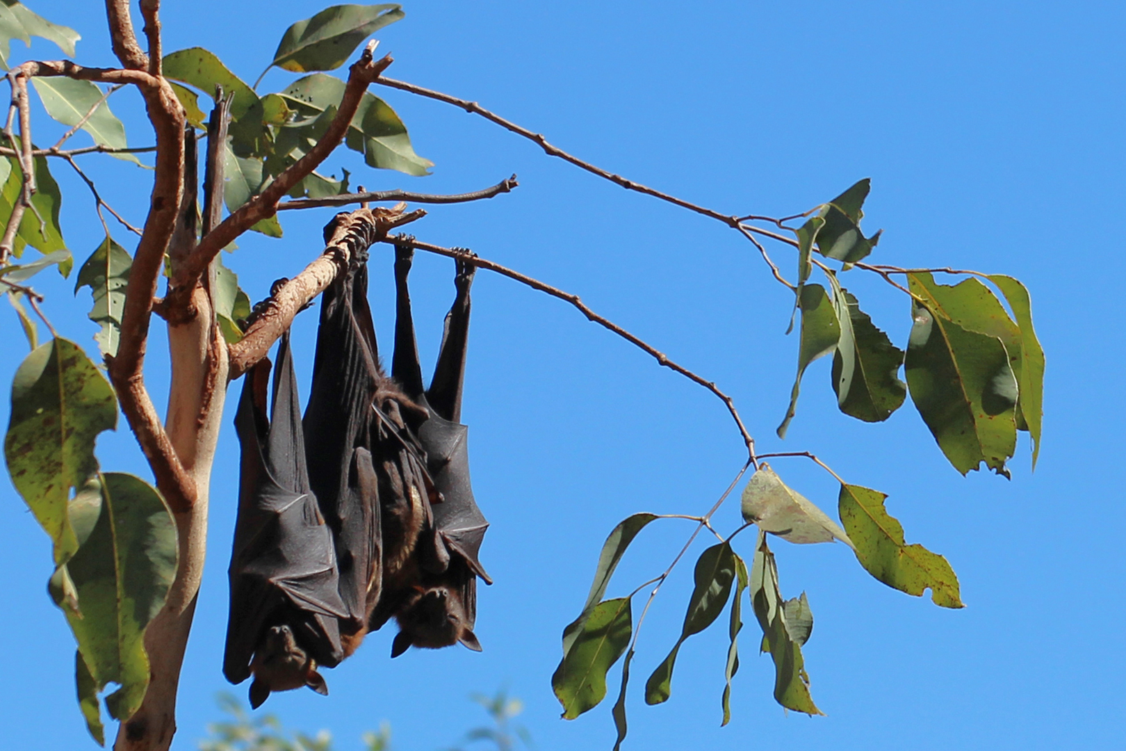 Flying Foxes- Familenzusammenhalt