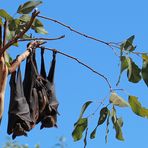 Flying Foxes- Familenzusammenhalt