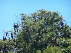 flying foxes (Flughunde)