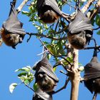 Flying Foxes in den Royal Botanic Gardens