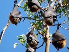 Flying Foxes in den Royal Botanic Gardens