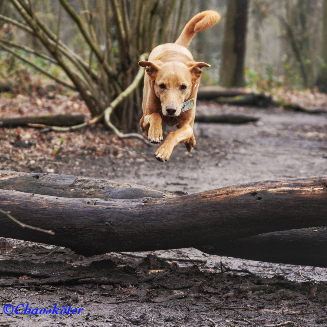 Flying Frodo