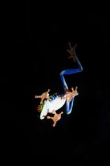 flying frog