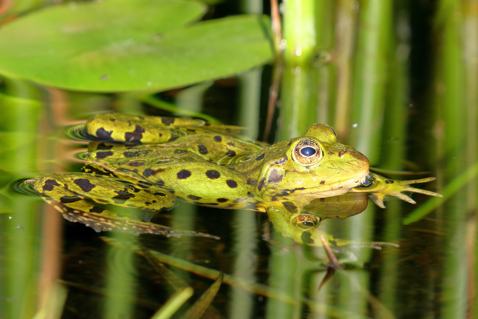 Flying Frog