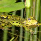 Flying Frog