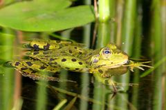 Flying Frog