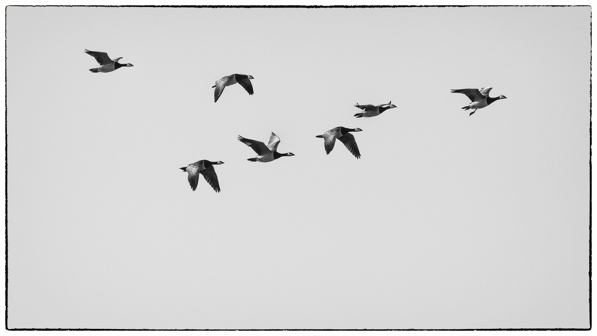 Flying Geese