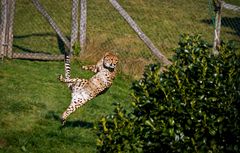 flying gepard