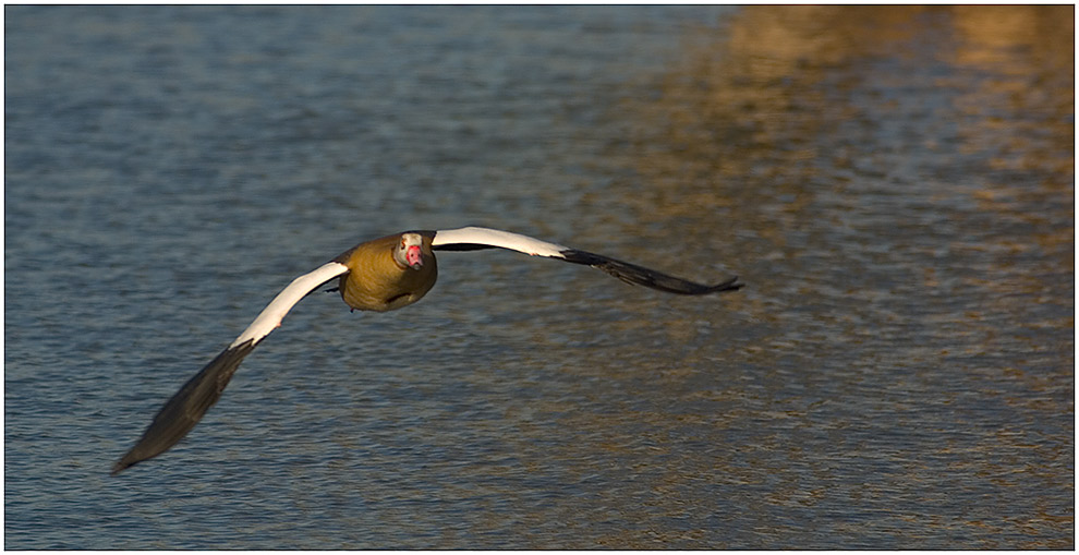 Flying Goose