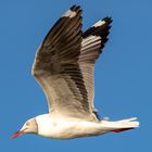 flying grey-headed gull