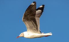 flying grey-headed gull