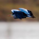 flying grey heron....