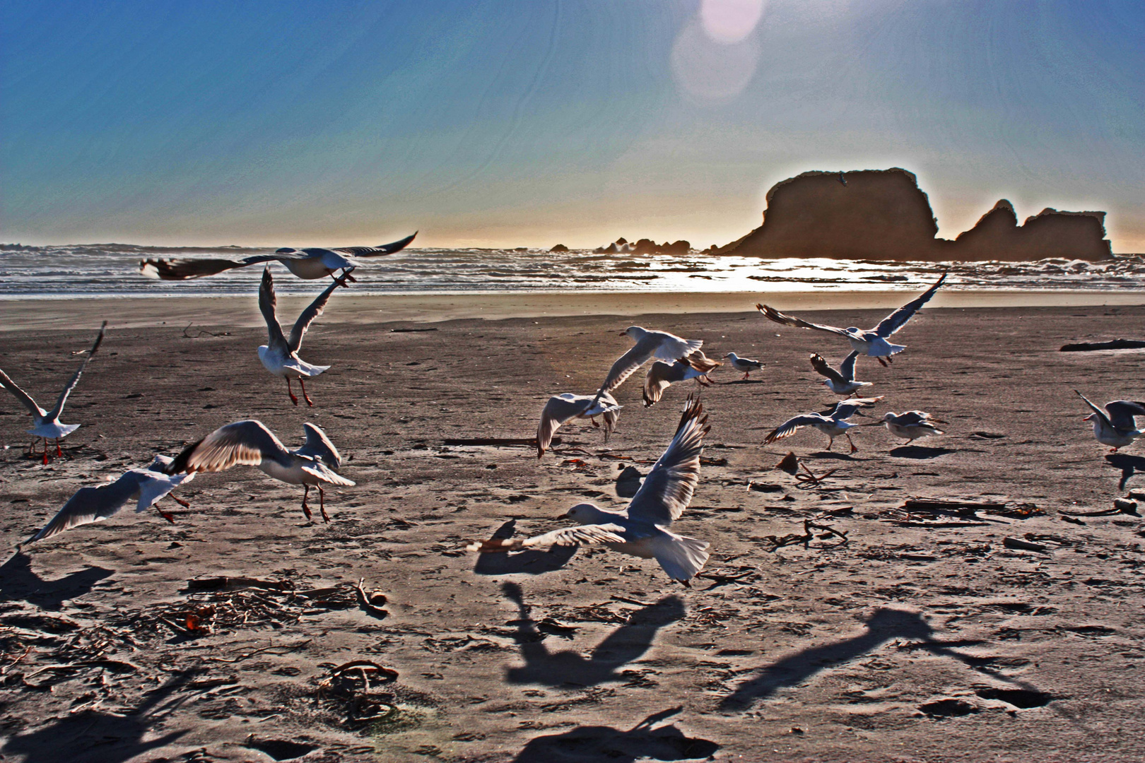 flying gulls