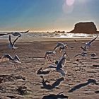 flying gulls