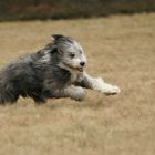 flying hairball