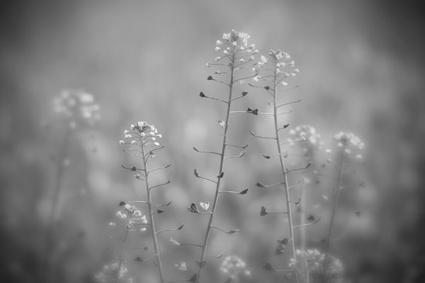 "Flying Hearts -  Liebevolle Erinnerung"