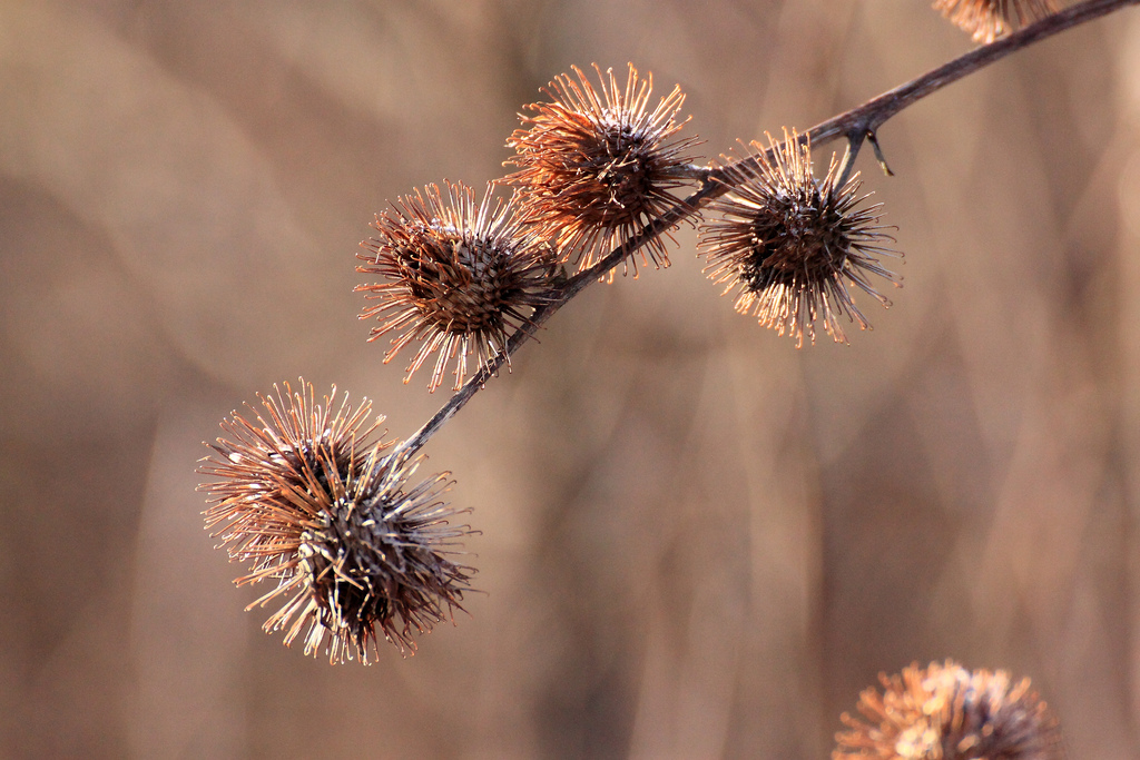 Flying Hedgehogs ;)