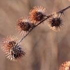 Flying Hedgehogs ;)