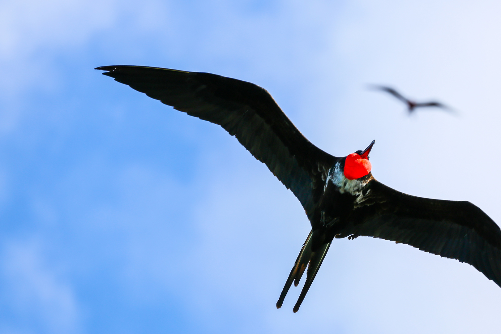 Flying high - Prachtfregattvögel auf Galapagos