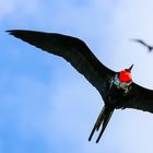 Flying high - Prachtfregattvögel auf Galapagos