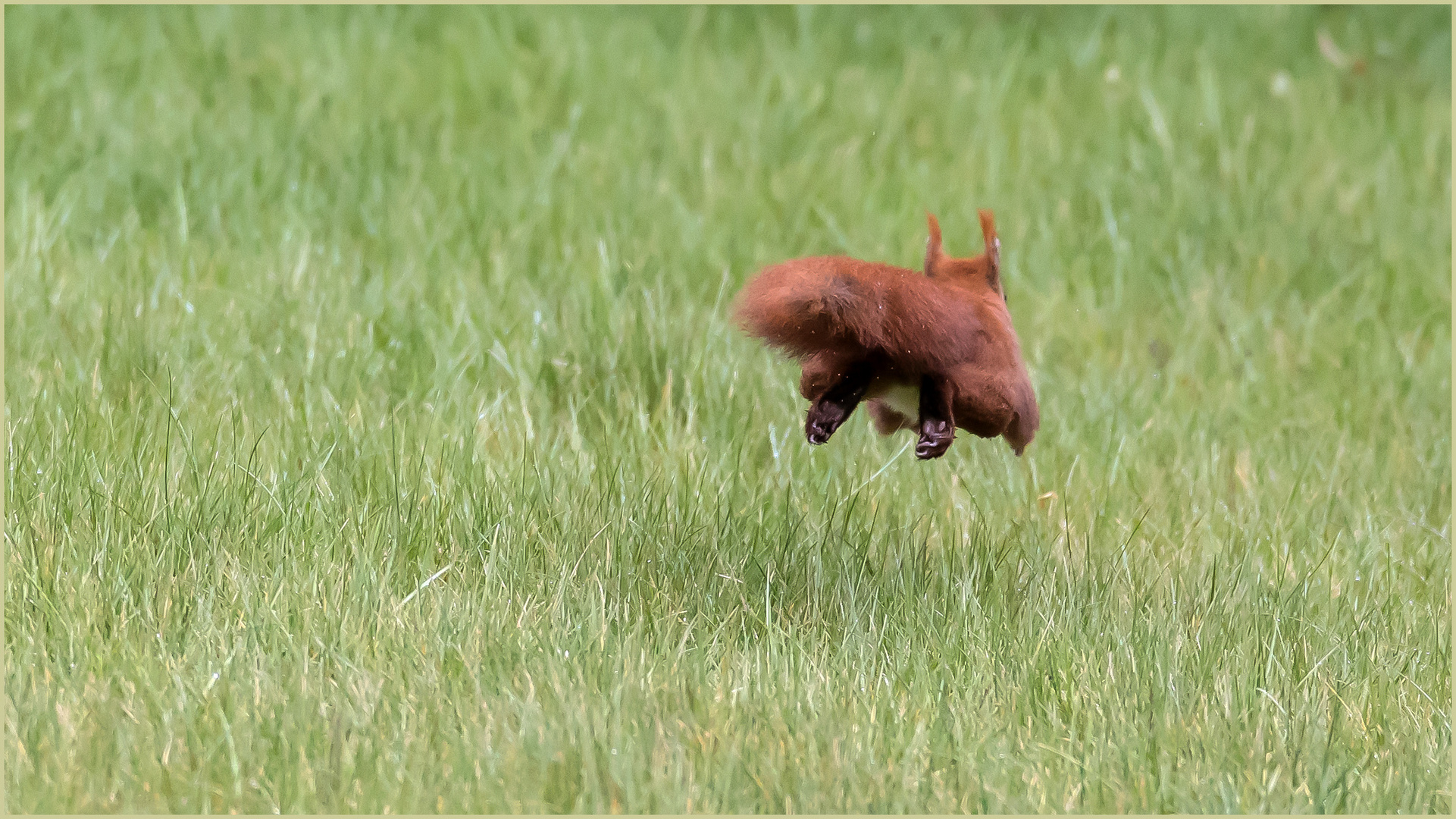 Flying Hörnchen