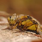 ~ Flying Honeycomb ~ (Orthetrum cancellatum, w)