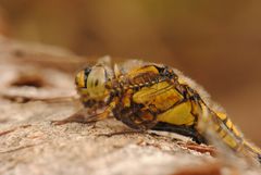 ~ Flying Honeycomb ~ (Orthetrum cancellatum, w)