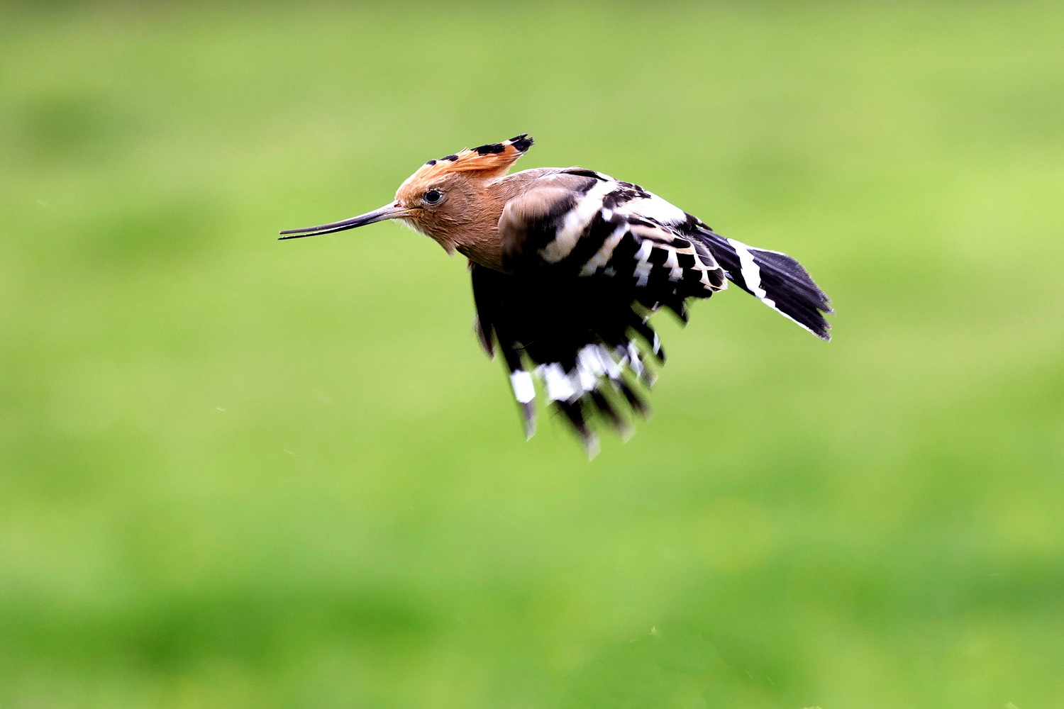 Flying hoopoe