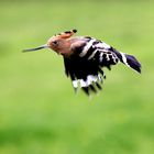 Flying hoopoe