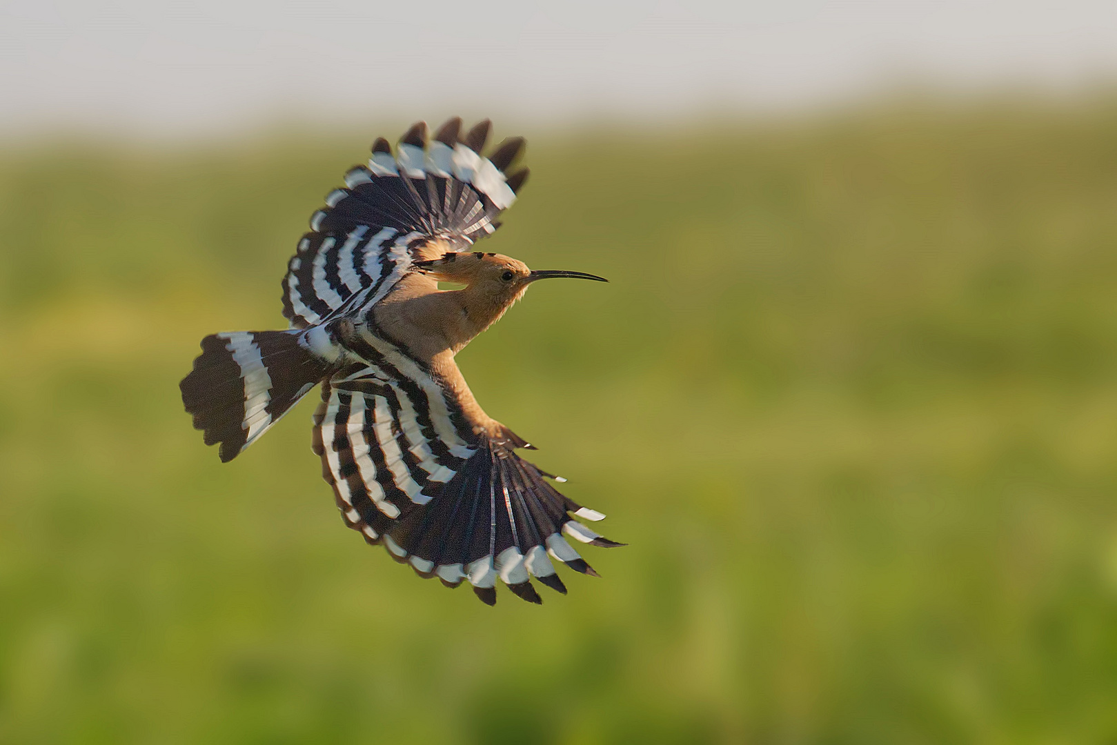 Flying hoopoe