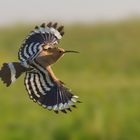 Flying hoopoe