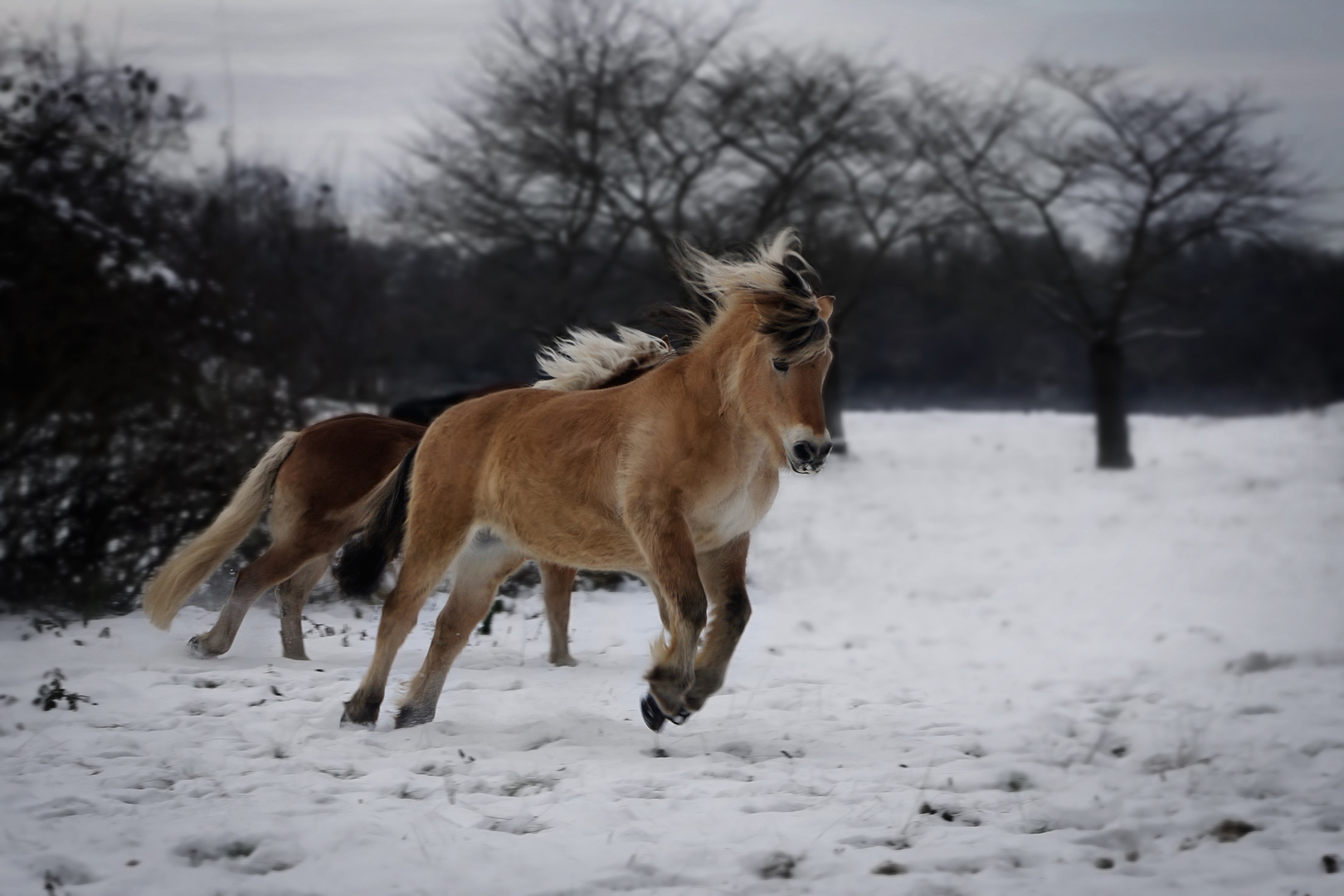 Flying Horse