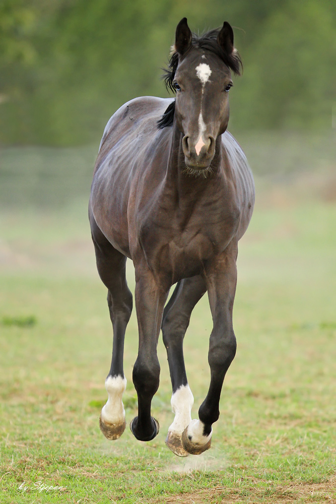 Flying Horse