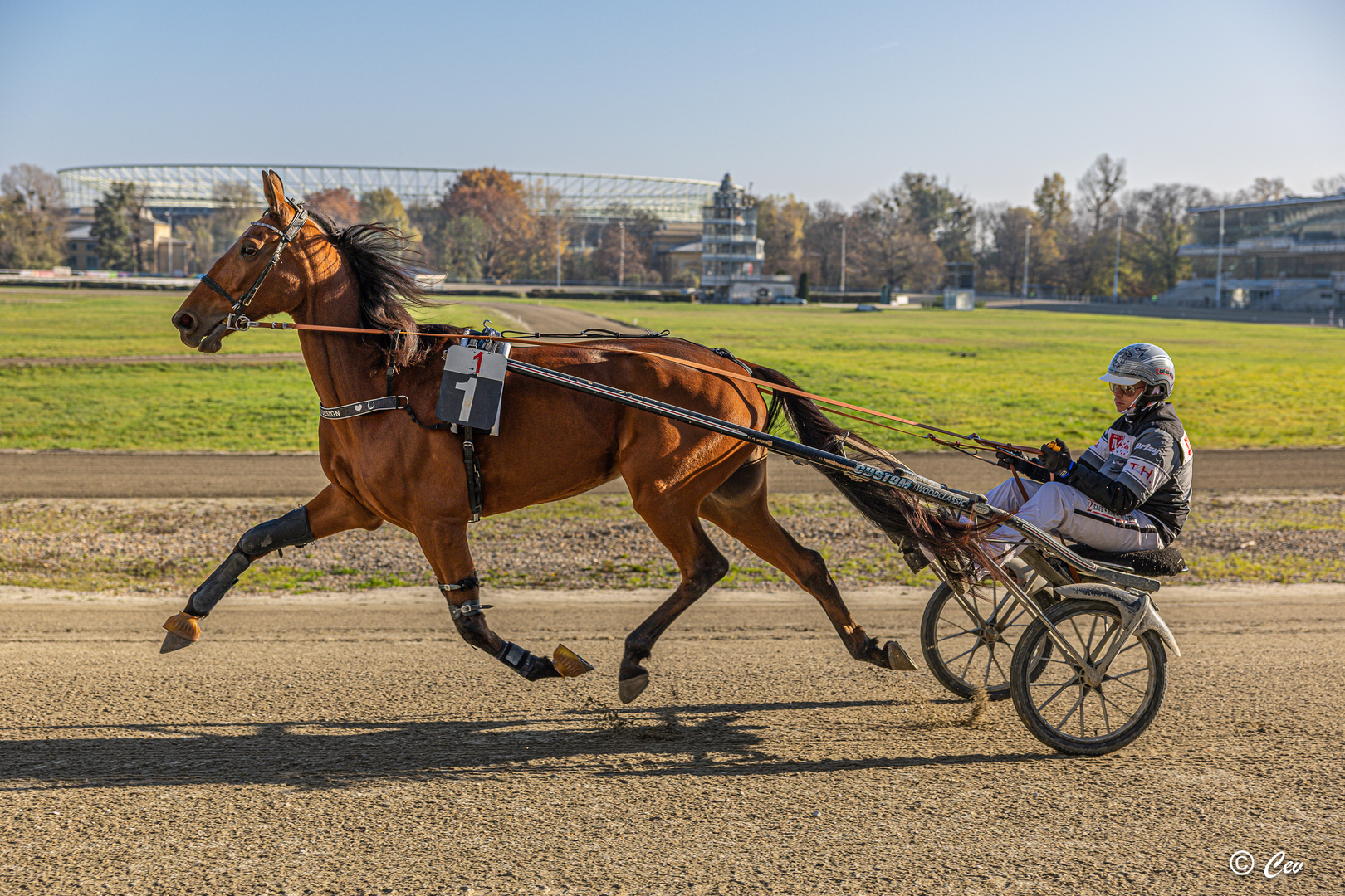 flying horse Foto & Bild wien, pferde, pferderennen Bilder auf