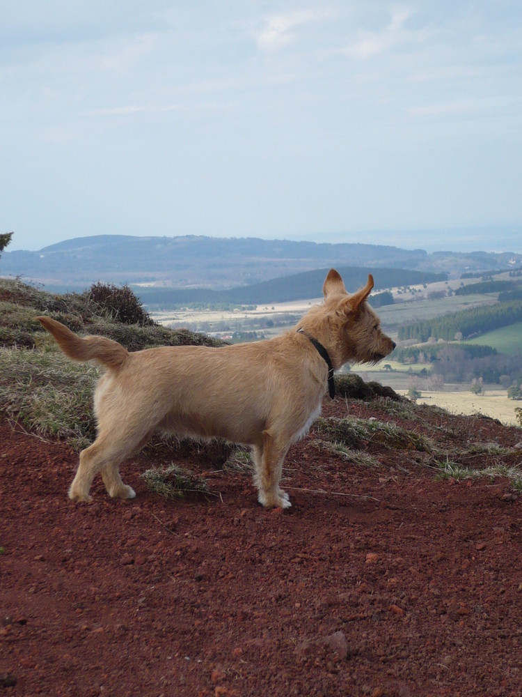 Flying Hound