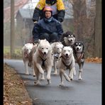 flying huskies