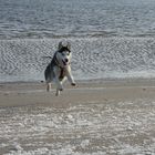 Flying Husky