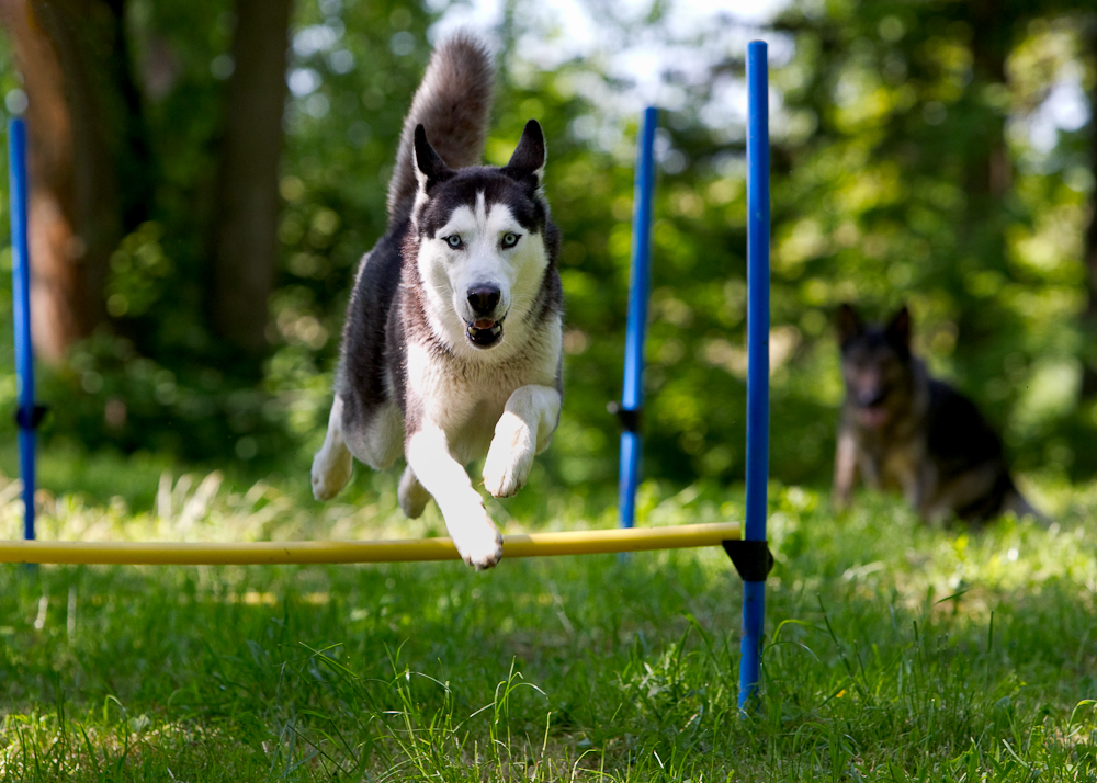 flying Husky